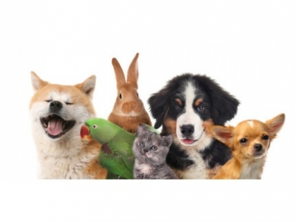 Dicas para seu pet :) 